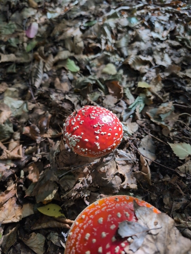 Fly Agaric