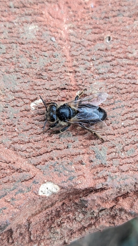 Western Honey Bee