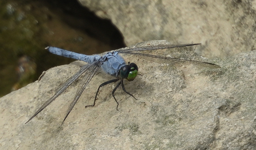 Eastern Pondhawk