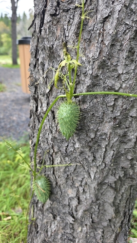 prickly cucumber