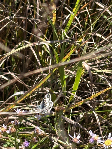 Common Checkered-Skipper