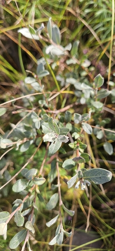 Salix repens, photograph 2