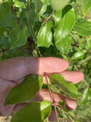 Zanthoxylum hirsutum