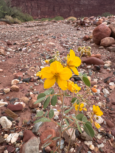 Senna covesii, photograph 6