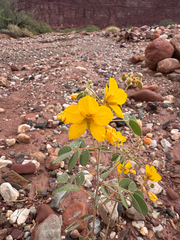 Senna covesii, photograph (c) Kenzie Anderson-Bell, some rights reserved (CC BY)