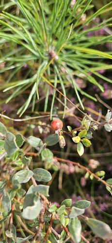 Salix repens, photograph 3