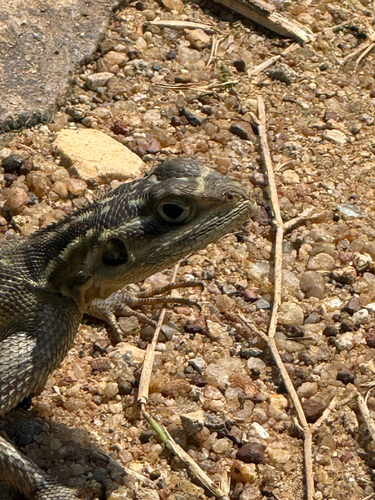 Rainbow Agama