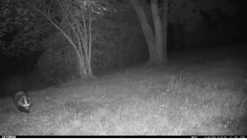 European Badger