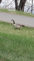 Branta canadensis