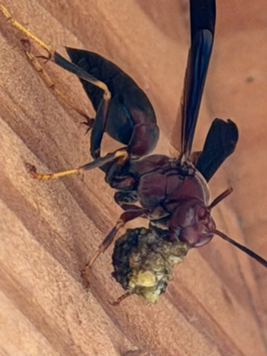 Metric Paper Wasp