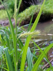 Carex lacustris