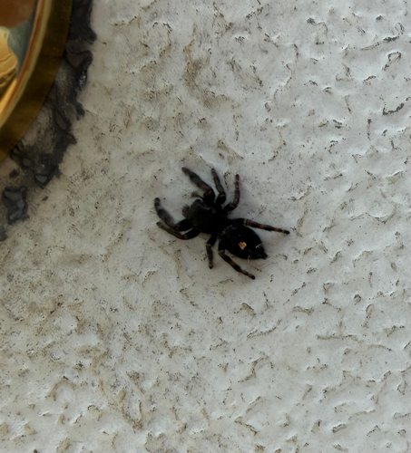 Bold Jumping Spider