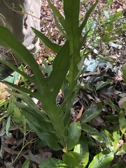 Microsorum pustulatum