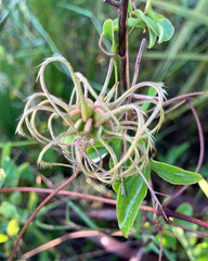 Clematis reticulata