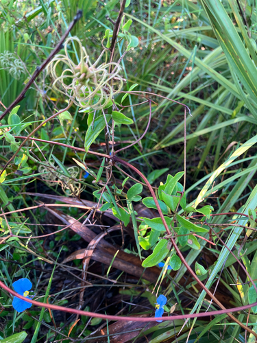 Clematis reticulata, photograph 2
