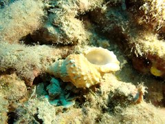 Bursidae