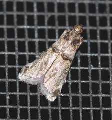 Conobathra hemichlaena