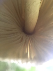 Leucocoprinus birnbaumii image