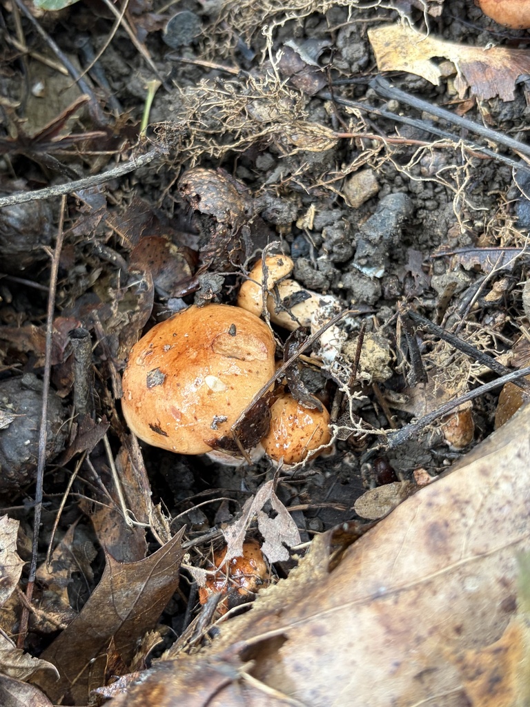 Tricholoma aurantium · September 2026 · photo: Photo: (c) Julie Travaglini, some rights reserved (CC BY) · iNaturalist