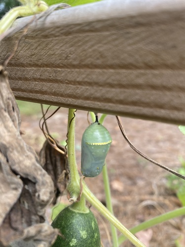 Monarch