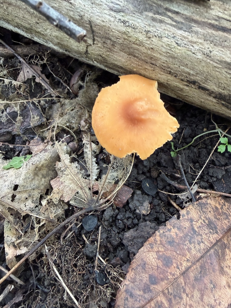 Meadow Waxcap · September 2026 · photo: Photo: (c) Julie Travaglini, some rights reserved (CC BY) · iNaturalist