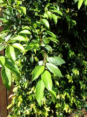 Ficus pumila awkeotsang