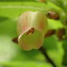 Rhododendron menziesii - Photo (c) Bill Rodstrom,  זכויות יוצרים חלקיות (CC BY-NC), הועלה על ידי Bill Rodstrom