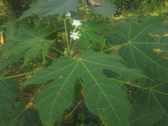 Cnidoscolus multilobus