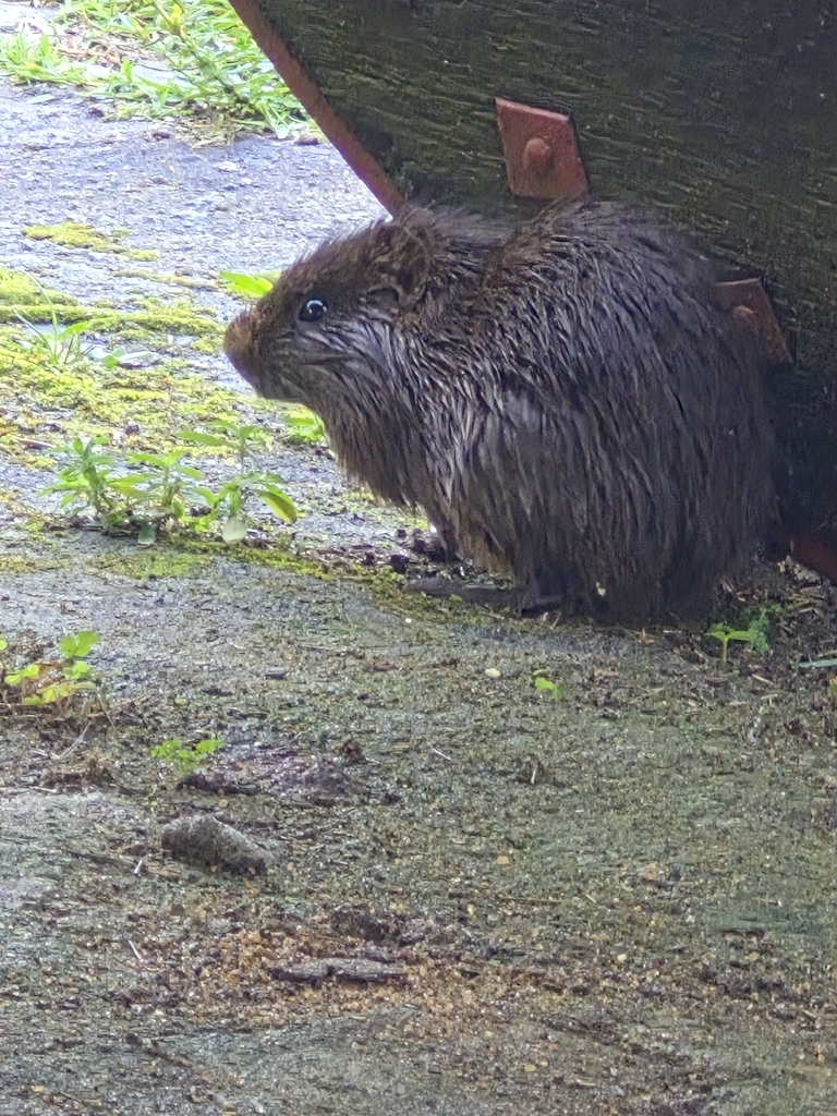 Shiny guinea pig (Cavia fulgida) recorded at Sítio Canaã, Santa Teresa, Brazil