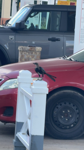 Great-tailed Grackle