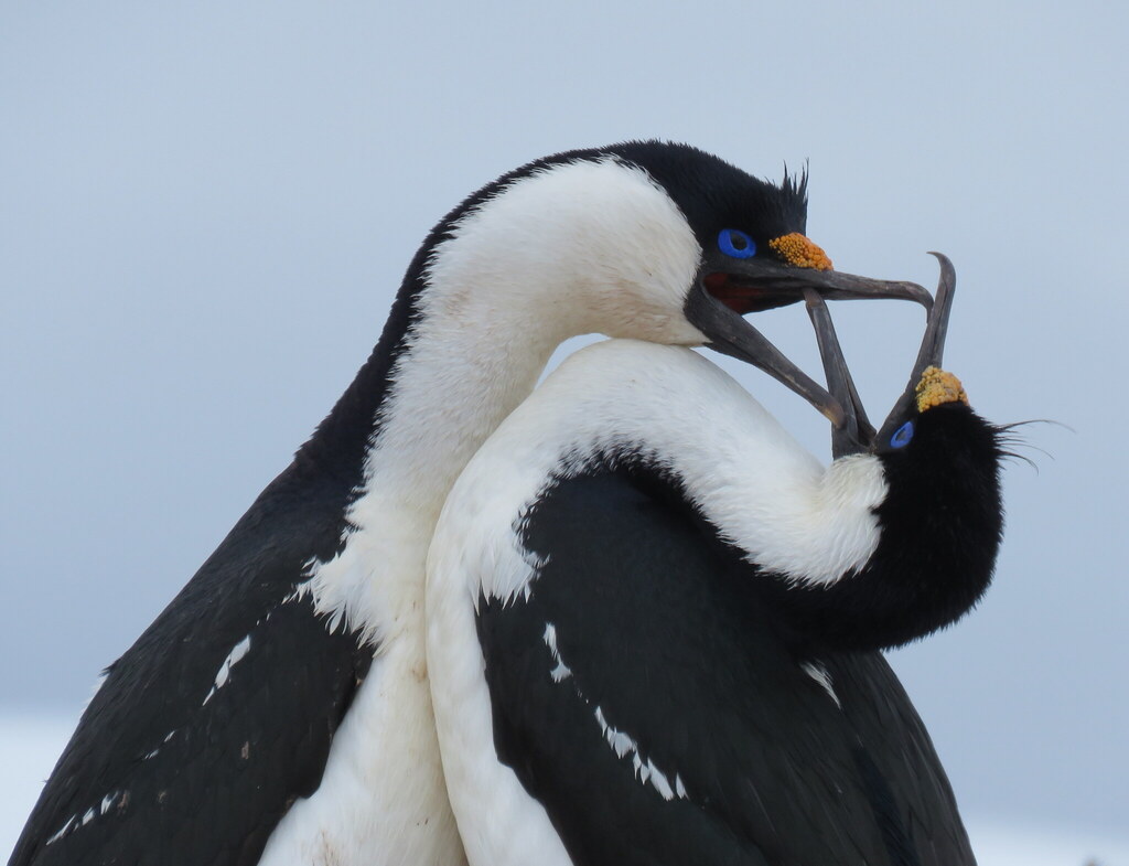 Two Antarctic imperial shags touching bills, showing blue eye-rings and orange bill knobs