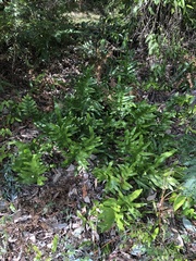 Microsorum pustulatum