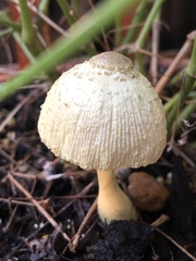 Leucocoprinus birnbaumii image