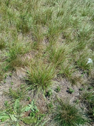 Bromus erectus, photograph 4
