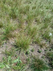 Bromus erectus, photograph (c) Vladimír Fuka, some rights reserved (CC BY)