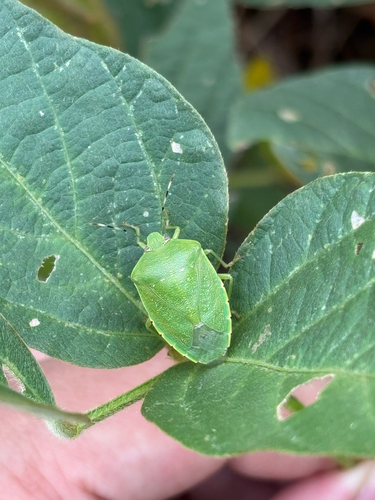 Green Stink Bug
