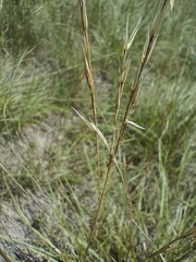 Bromus erectus, photograph (c) Vladimír Fuka, some rights reserved (CC BY)