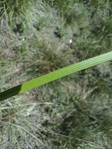 Bromus erectus, photograph 6
