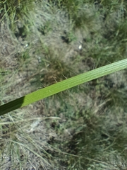Bromus erectus, photograph (c) Vladimír Fuka, some rights reserved (CC BY)