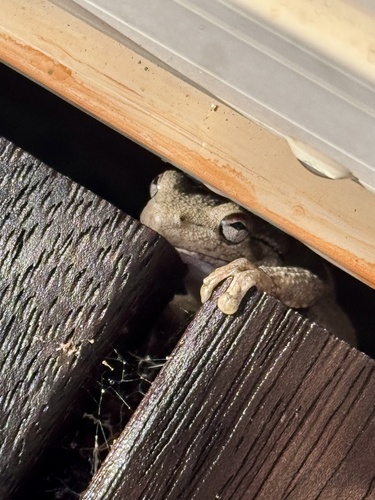 Litoria rothii observed 2026-09-10