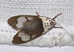 Amerila crokeri