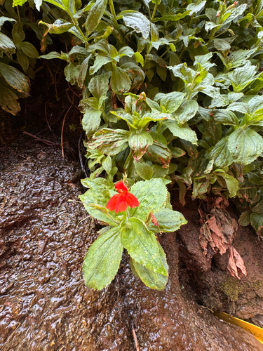 Erythranthe verbenacea