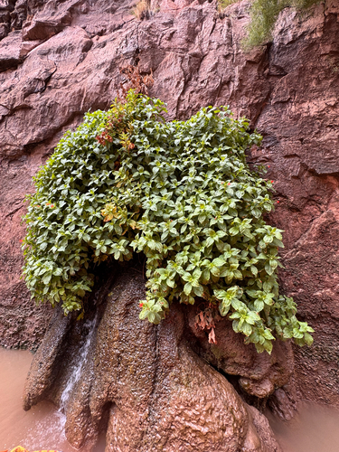 Erythranthe verbenacea, photograph 2
