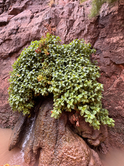 Erythranthe verbenacea, photograph (c) Kenzie Anderson-Bell, some rights reserved (CC BY)
