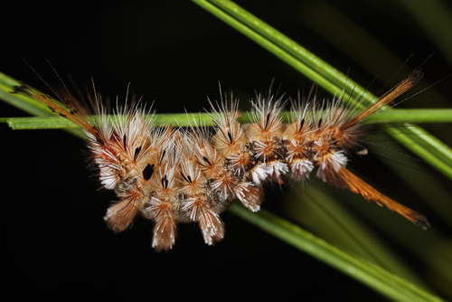 Manto Tussock Moth