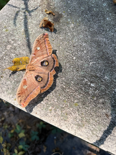 Polyphemus Moth