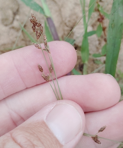 Densetuft Hairsedge