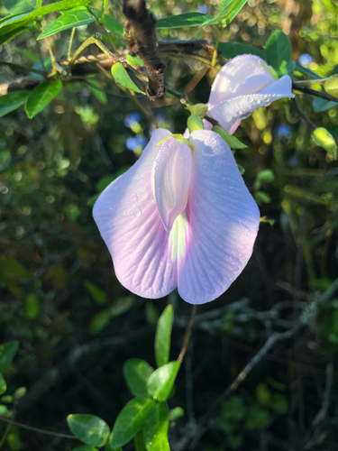 Centrosema arenicola, photograph 6