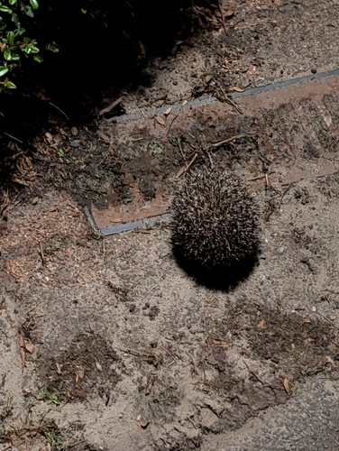 Common Hedgehog