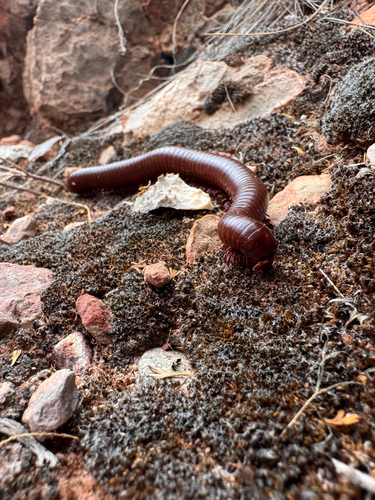 Desert Millipede